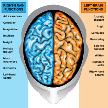 left brain right brain